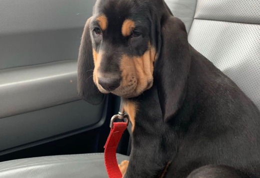 Well Trained Bloodhound Puppies Well Trained Bloodhound Puppies