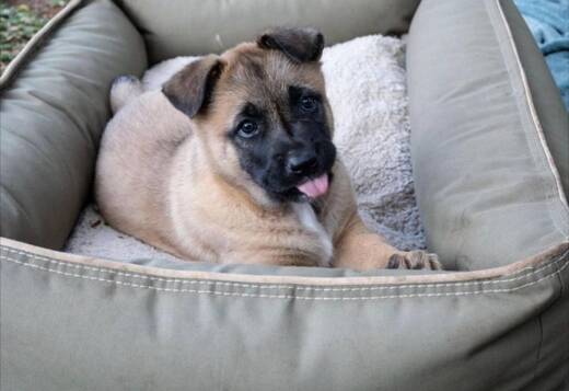 Well trained Belgian Malinois puppies Well trained Belgian Malinois puppies