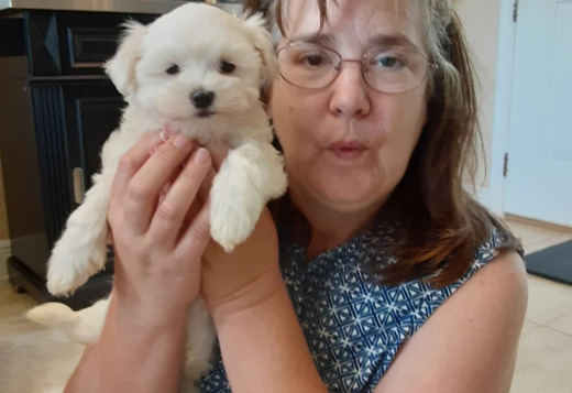 Maltese puppy male Maltese puppy male