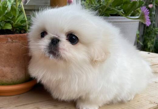 AKC Registered Pekingese Puppies AKC Registered Pekingese Puppies