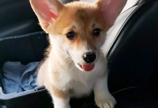 Pembroke Welsh Corgi Puppies Pembroke Welsh Corgi Puppies