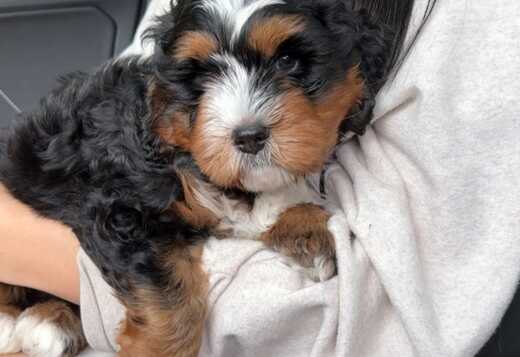 Charming Aussiedoodle puppies Charming Aussiedoodle puppies