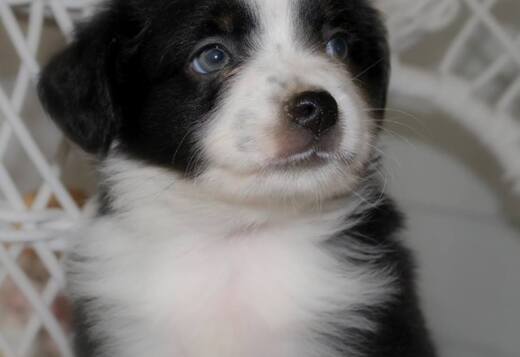 AKC Australian Shepherd puppies AKC Australian Shepherd puppies