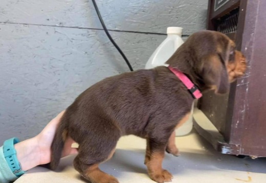Well Trained Bloodhound Puppies Well Trained Bloodhound Puppies
