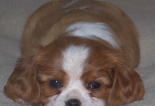 Home Raised Cavalier King Charles Spaniel Puppies Home Raised Cavalier King Charles Spaniel Puppies