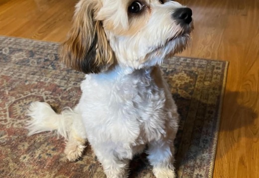 Beautiful Cavachon Puppies For Sale. Beautiful Cavachon Puppies For Sale.