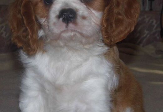 Home Raised Cavalier King Charles Spaniel Puppies Home Raised Cavalier King Charles Spaniel Puppies