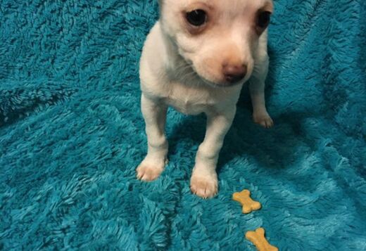 Potty Trained Chihuahua Puppies Looking for a New... Potty Trained Chihuahua Puppies Looking for a New Home