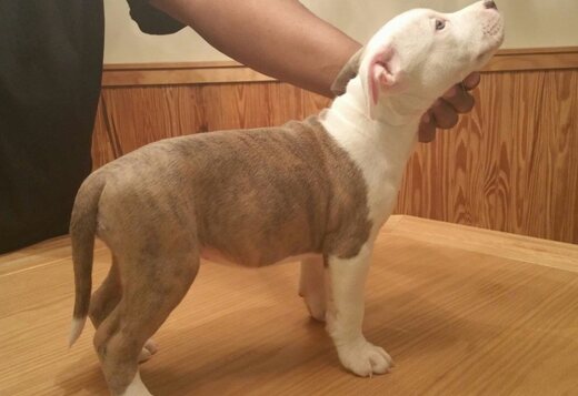 Potty Trained American Pitbull Terrier Puppies Rea... Potty Trained American Pitbull Terrier Puppies Ready for a New Home