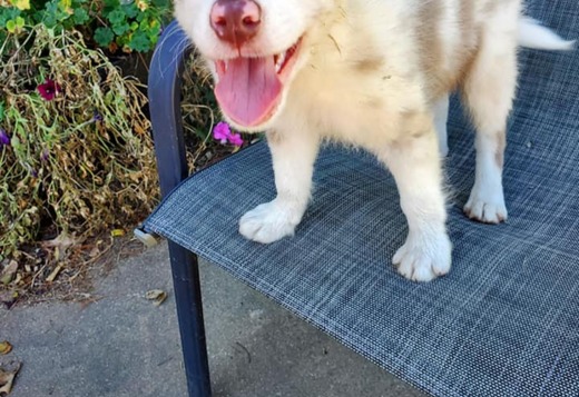 Cute Border Collie Puppies Cute Border Collie Puppies