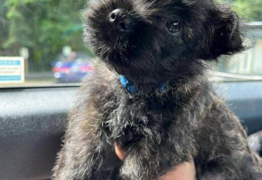 Cute Cairn Terrier Puppies Available! Cute Cairn Terrier Puppies Available!