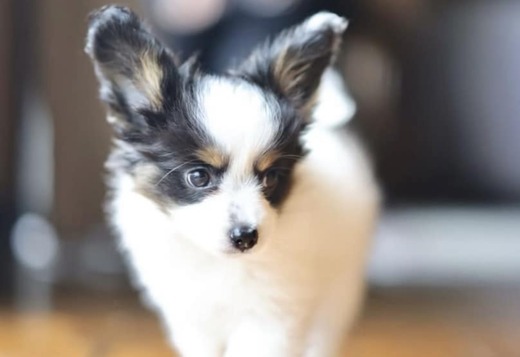Adorable Papillon puppies Adorable Papillon puppies