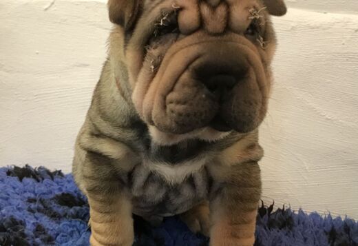 We Have Two Beautiful Shar Pei Puppies We Have Two Beautiful Shar Pei Puppies