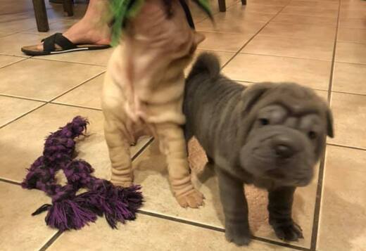 We Have Two Beautiful Shar Pei Puppies We Have Two Beautiful Shar Pei Puppies
