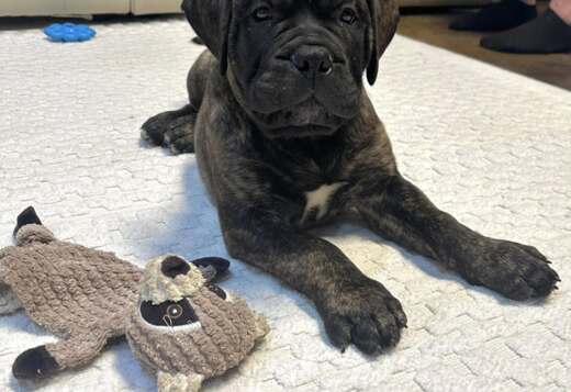 Top Quality Bullmastiff Puppies Available Now Top Quality Bullmastiff Puppies Available Now
