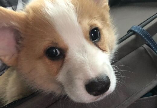 Pembroke Welsh Corgi Puppies Pembroke Welsh Corgi Puppies