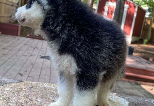 Gorgeous Siberian Husky Puppies available Gorgeous Siberian Husky Puppies available
