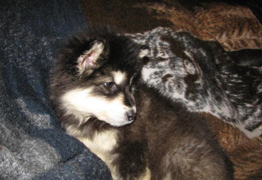 Obedient Alaskan Malamute puppies available Obedient Alaskan Malamute puppies available