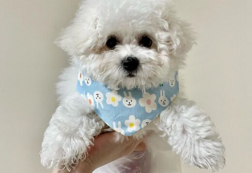Lovely Bichon Frise Puppies Lovely Bichon Frise Puppies