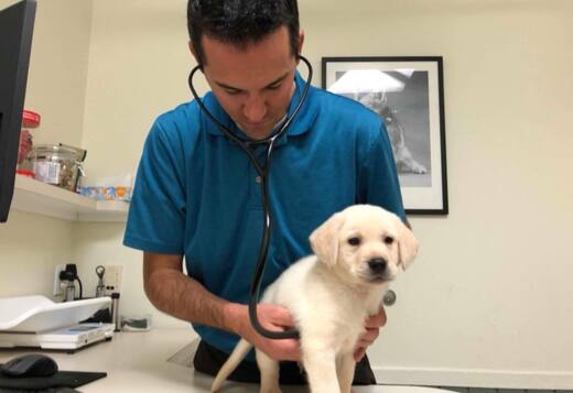 We Have Two Labrador Retriever Pups We Have Two Labrador Retriever Pups