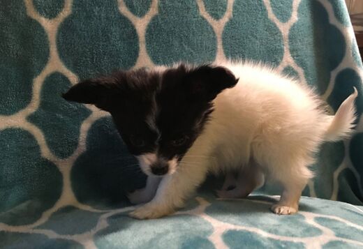 Adorable Papillon puppies Adorable Papillon puppies