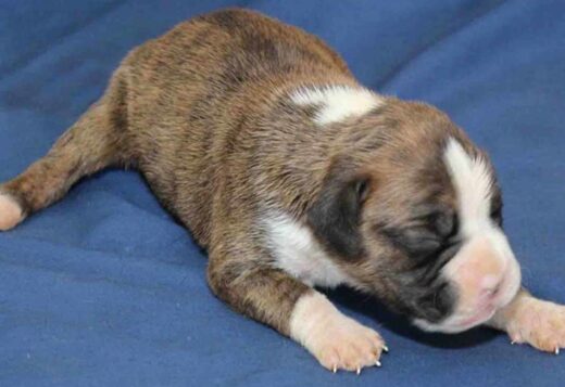 Healthy, Adorable Boxer Puppies Available Healthy, Adorable Boxer Puppies Available