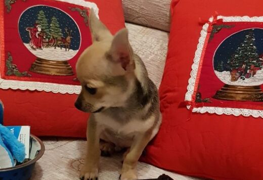 Potty Trained Chihuahua Puppies Looking for a New... Potty Trained Chihuahua Puppies Looking for a New Home