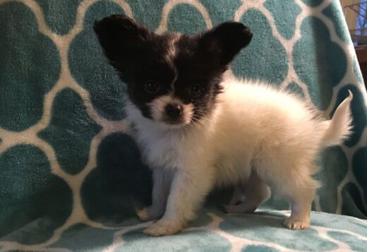 Adorable Papillon puppies Adorable Papillon puppies