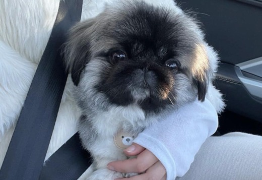 Purebred Pekingese for rehoming Purebred Pekingese for rehoming
