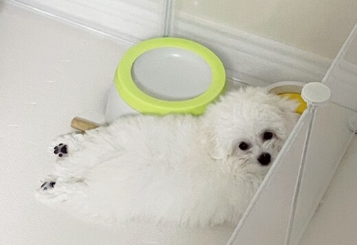 Lovely Bichon Frise Puppies Lovely Bichon Frise Puppies