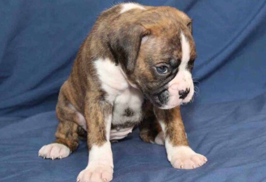 Healthy, Adorable Boxer Puppies Available Healthy, Adorable Boxer Puppies Available