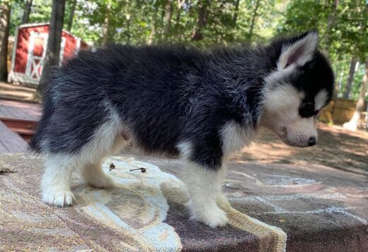 Gorgeous Siberian Husky Puppies available Gorgeous Siberian Husky Puppies available