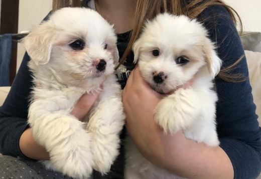Coton De Tulear Puppies, Ready to Go. Coton De Tulear Puppies, Ready to Go.