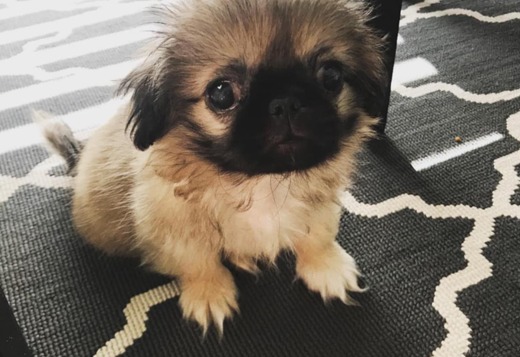 Purebred Pekingese for rehoming Purebred Pekingese for rehoming
