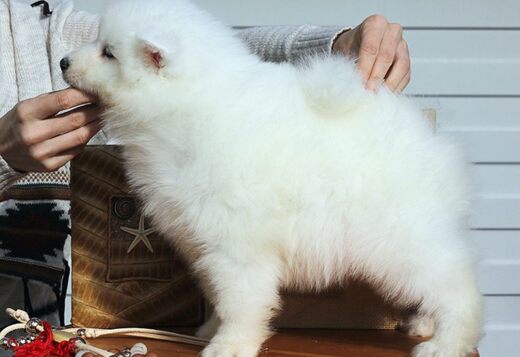 Adorable And Cute Little Samoyed Puppies Adorable And Cute Little Samoyed Puppies