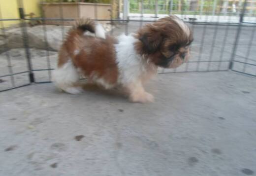 Adorable Shih Tzu Puppies Adorable Shih Tzu Puppies