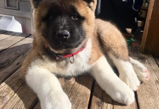Healthy Male And Female American Akita Puppies Ava... Healthy Male And Female American Akita Puppies Available