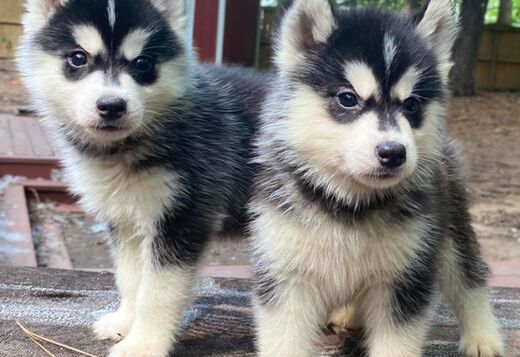 Gorgeous Siberian Husky Puppies available Gorgeous Siberian Husky Puppies available