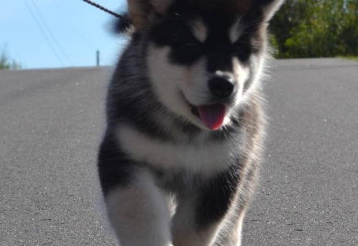 Obedient Alaskan Malamute puppies available Obedient Alaskan Malamute puppies available