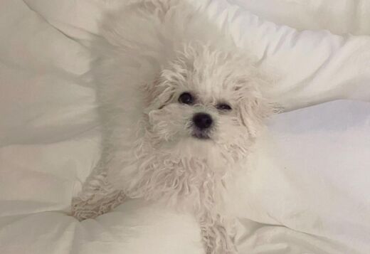 Lovely Bichon Frise Puppies Lovely Bichon Frise Puppies