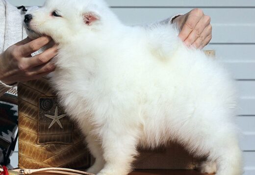 Adorable And Cute Little Samoyed Puppies Adorable And Cute Little Samoyed Puppies