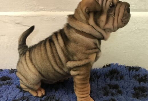 We Have Two Beautiful Shar Pei Puppies We Have Two Beautiful Shar Pei Puppies