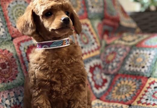 Toy Poodle Puppies for Sale Toy Poodle Puppies for Sale