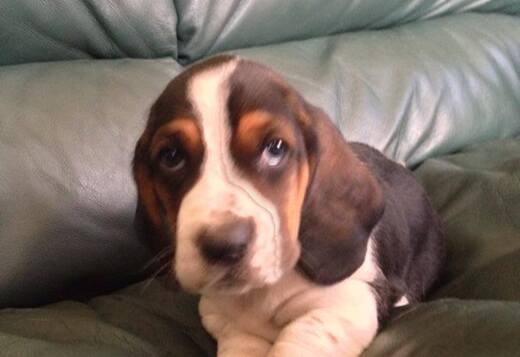 Cute Basset Hound puppies Searching For lovely hom... Cute Basset Hound puppies Searching For lovely homes