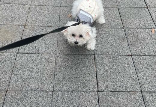 Lovely Bichon Frise Puppies Lovely Bichon Frise Puppies