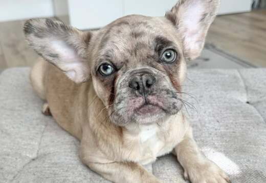 Amazing French Bulldog Puppies Amazing French Bulldog Puppies