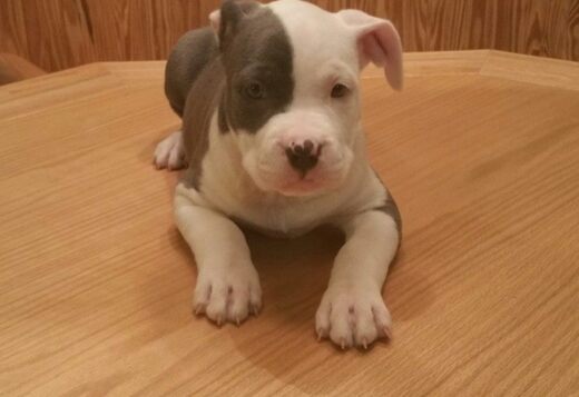 Potty Trained American Pitbull Terrier Puppies Rea... Potty Trained American Pitbull Terrier Puppies Ready for a New Home