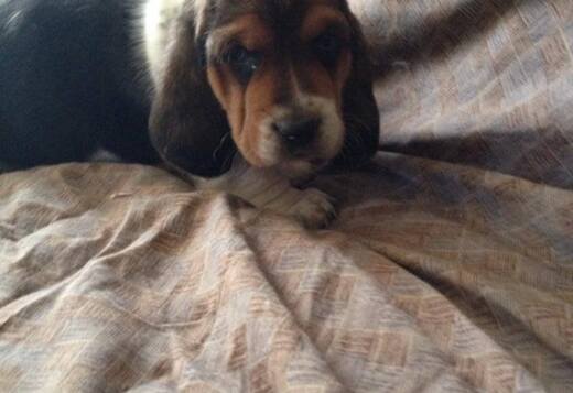 Cute Basset Hound puppies Searching For lovely hom... Cute Basset Hound puppies Searching For lovely homes