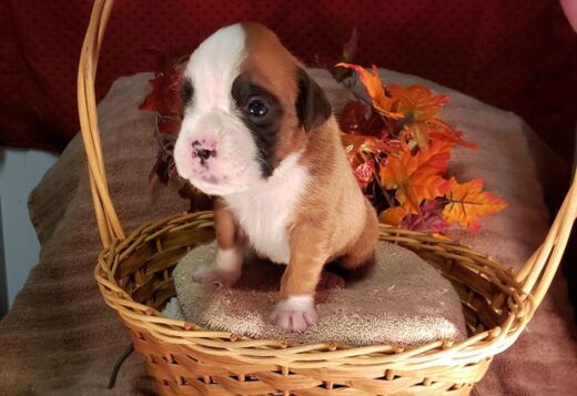 Healthy, Adorable Boxer Puppies Available Healthy, Adorable Boxer Puppies Available