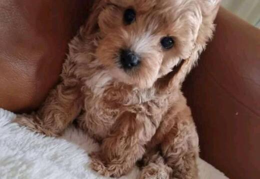 House Broken Cavapoo Puppies Available for Adoptio... House Broken Cavapoo Puppies Available for Adoption